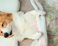 網友拍下《剛睡醒的柯基犬》腿短狗狗想要伸展一下的動作太可愛惹