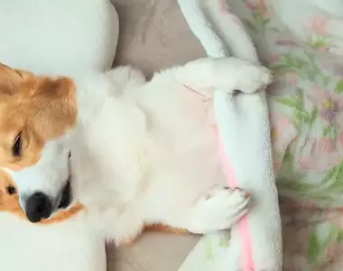 網友拍下《剛睡醒的柯基犬》腿短狗狗想要伸展一下的動作太可愛惹