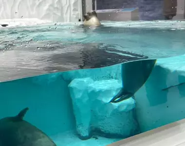 《超級不會拍海豹大賽》就...我也不知道為什麼拍了會變成一半嘛