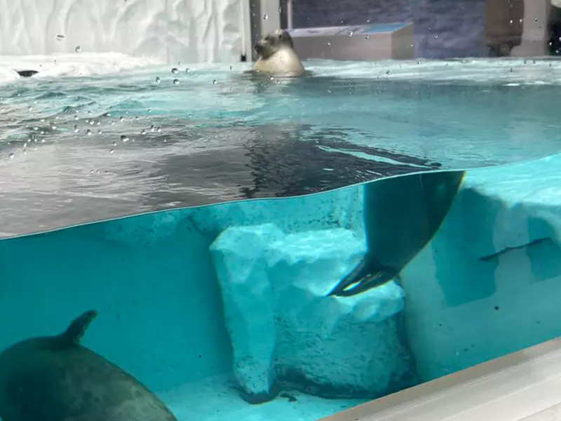 《超級不會拍海豹大賽》就...我也不知道為什麼拍了會變成一半嘛 《超級不會拍海豹大賽》就...我也不知道為什麼拍了會變成一半嘛