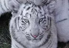 《白色老虎下面的秘密》網友在伊豆動物王國無意間拍到的趣味畫面