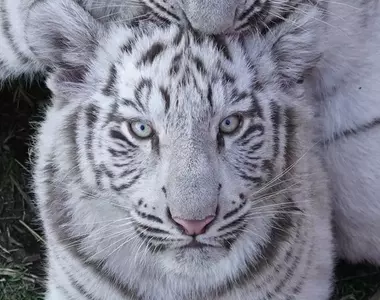 《白色老虎下面的秘密》網友在伊豆動物王國無意間拍到的趣味畫面