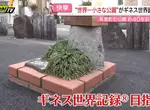 《世界最小的公園》獲金氏世界紀錄認定卻被批評浪費錢 當初為什麼要蓋這種東西呢？