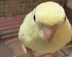 《模仿快門聲的鸚鵡》日本手機無法關閉快門聲 導致牠們被拍久了都聽到會學了？