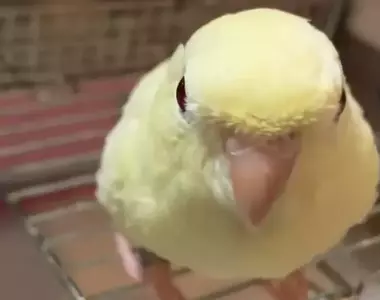 《模仿快門聲的鸚鵡》日本手機無法關閉快門聲 導致牠們被拍久了都聽到會學了？