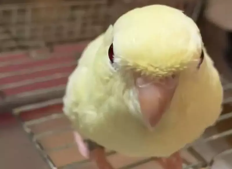 《模仿快門聲的鸚鵡》日本手機無法關閉快門聲 導致牠們被拍久了都聽到會學了？