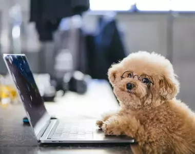 女性票選《最可愛的狗狗品種》2025年最新調查結果出爐