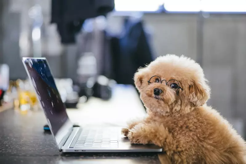 女性票選《最可愛的狗狗品種》2025年最新調查結果出爐 女性票選《最可愛的狗狗品種》2025年最新調查結果出爐