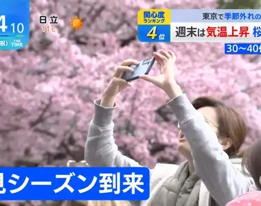 《日本賞櫻文化危機》櫻花樹也會高齡化?缺乏維護的地區今天紛紛停辦櫻花祭