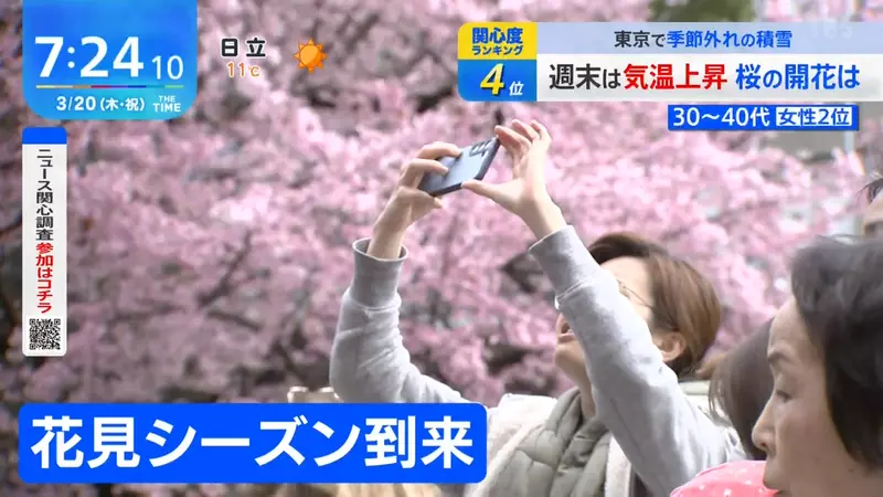 《日本賞櫻文化危機》櫻花樹也會高齡化?缺乏維護的地區今天紛紛停辦櫻花祭 《日本賞櫻文化危機》櫻花樹也會高齡化?缺乏維護的地區今天紛紛停辦櫻花祭