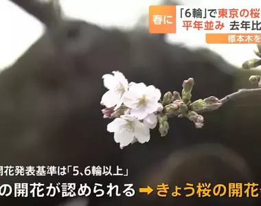 《日本賞櫻冷知識》櫻花開花是根據什麼標準宣布的?認識「標本木」這種特殊的櫻花樹