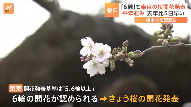 《日本賞櫻冷知識》櫻花開花是根據什麼標準宣布的?認識「標本木」這種特殊的櫻花樹 《日本賞櫻冷知識》櫻花開花是根據什麼標準宣布的?認識「標本木」這種特殊的櫻花樹