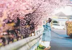 網友分享《拍攝櫻花小技巧》遠遠的拍也能拍出極佳的夢幻氛圍