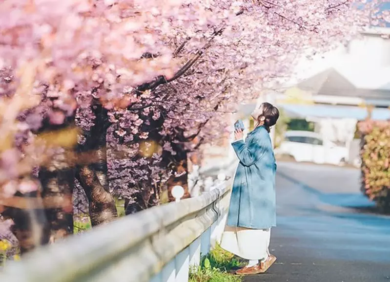 網友分享《拍攝櫻花小技巧》遠遠的拍也能拍出極佳的夢幻氛圍
