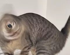 《失敗貓咪照片》拍照技術差勁的產物?有人卻認為這些照片散發獨特的魅力 《失敗貓咪照片》拍照技術差勁的產物?有人卻認為這些照片散發獨特的魅力