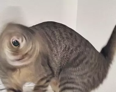 《失敗貓咪照片》拍照技術差勁的產物?有人卻認為這些照片散發獨特的魅力