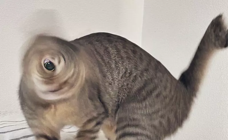 《失敗貓咪照片》拍照技術差勁的產物?有人卻認為這些照片散發獨特的魅力 《失敗貓咪照片》拍照技術差勁的產物?有人卻認為這些照片散發獨特的魅力