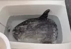 《買下整隻翻車魚的人》在浴室上演解體秀 奇食崇拜者教你應該怎麼吃