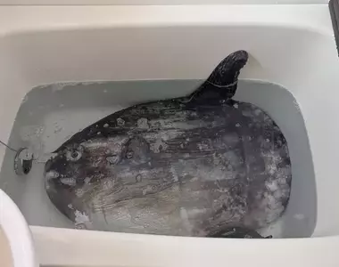《買下整隻翻車魚的人》在浴室上演解體秀 奇食崇拜者教你應該怎麼吃