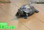 學會手指滑板的烏龜 原因是想要追上貓貓而學會的快速移動法