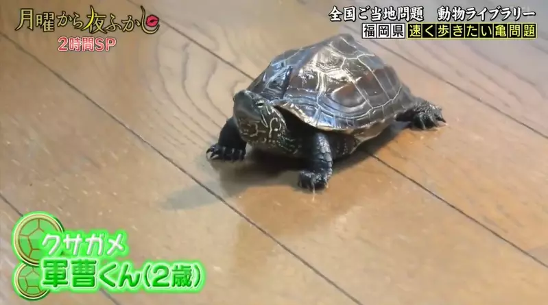 學會手指滑板的烏龜 原因是想要追上貓貓而學會的快速移動法 學會手指滑板的烏龜 原因是想要追上貓貓而學會的快速移動法