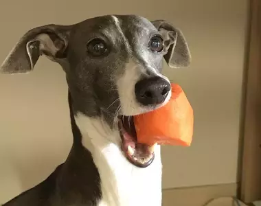 《沒出息的狗》超丟臉汪汪照片大集錦 沒有比這種時候更可愛的了