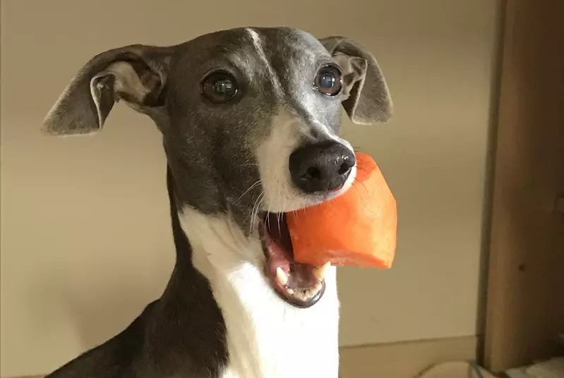 《沒出息的狗》超丟臉汪汪照片大集錦 沒有比這種時候更可愛的了