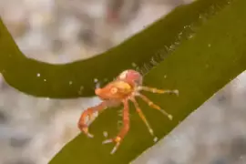 網友分享飼養夏威夷小蝦的經驗 放在球型生態球裡15年以上沒GG這是正常的嗎? 網友分享飼養夏威夷小蝦的經驗 放在球型生態球裡15年以上沒GG這是正常的嗎?