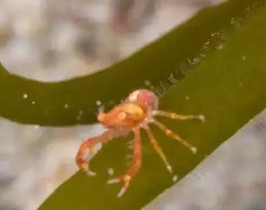 網友分享飼養夏威夷小蝦的經驗 放在球型生態球裡15年以上沒GG這是正常的嗎?