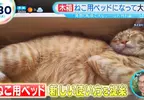 《日本爆紅木製花盆》不種花改種貓？改個名字就被貓奴搶購一空了