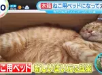 《日本爆紅木製花盆》不種花改種貓？改個名字就被貓奴搶購一空了