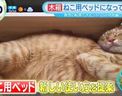 《日本爆紅木製花盆》不種花改種貓？改個名字就被貓奴搶購一空了