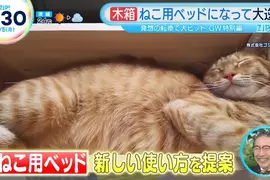 《日本爆紅木製花盆》不種花改種貓?改個名字就被貓奴搶購一空了 《日本爆紅木製花盆》不種花改種貓?改個名字就被貓奴搶購一空了