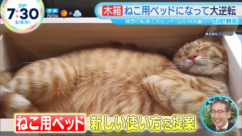 《日本爆紅木製花盆》不種花改種貓？改個名字就被貓奴搶購一空了