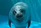 在水族館驚見頗有大叔感的海豹 雙腳在水中站立的姿態真的太搞笑了