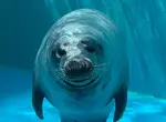在水族館驚見頗有大叔感的海豹 雙腳在水中站立的姿態真的太搞笑了