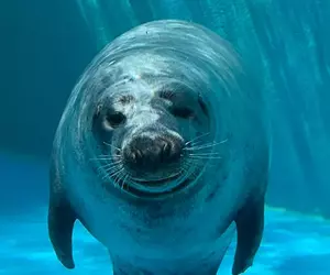 在水族館驚見頗有大叔感的海豹 雙腳在水中站立的姿態真的太搞笑了