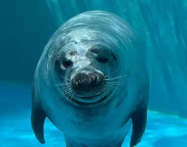 在水族館驚見頗有大叔感的海豹 雙腳在水中站立的姿態真的太搞笑了