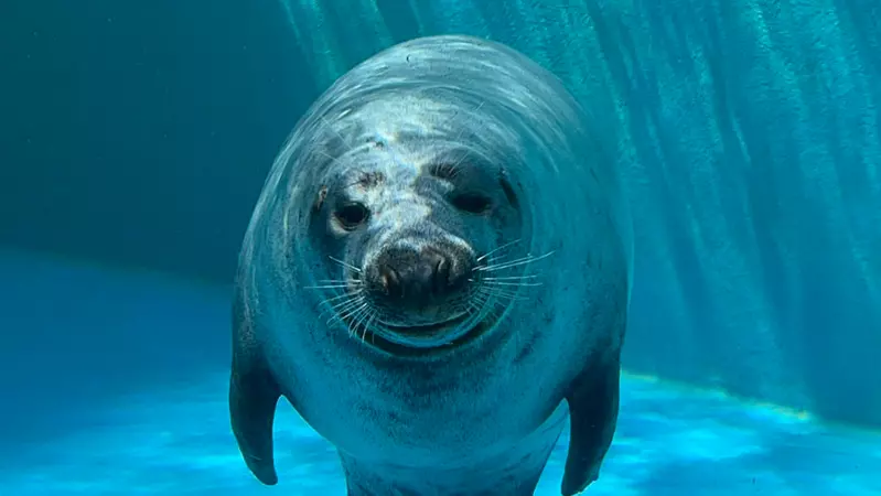 在水族館驚見頗有大叔感的海豹 雙腳在水中站立的姿態真的太搞笑了 在水族館驚見頗有大叔感的海豹 雙腳在水中站立的姿態真的太搞笑了