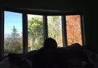 不容易看見的風景網友攝影作品集 一扇窗戶收錄四種季節這個畫面很可以喔