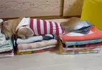 《愛磨蹭衣服的狗》每次剛洗好就要爬上去 摺得漂漂亮亮都被破壞飼主超無奈