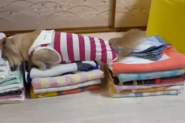 《愛磨蹭衣服的狗》每次剛洗好就要爬上去 摺得漂漂亮亮都被破壞飼主超無奈 《愛磨蹭衣服的狗》每次剛洗好就要爬上去 摺得漂漂亮亮都被破壞飼主超無奈