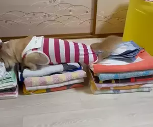 《愛磨蹭衣服的狗》每次剛洗好就要爬上去 摺得漂漂亮亮都被破壞飼主超無奈