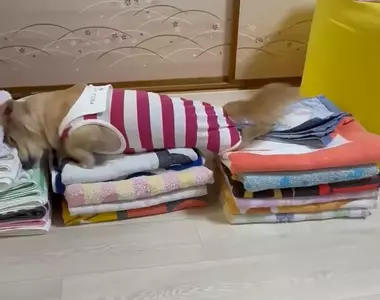 《愛磨蹭衣服的狗》每次剛洗好就要爬上去 摺得漂漂亮亮都被破壞飼主超無奈