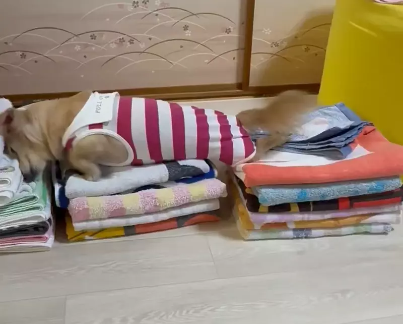 《愛磨蹭衣服的狗》每次剛洗好就要爬上去 摺得漂漂亮亮都被破壞飼主超無奈