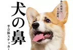 扭蛋玩具《狗鼻子半立體貼紙》可愛的模樣讓你隨時都想按壓一下