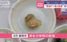 日本小學的營養午餐菜色 只有一塊炸雞的配置被網友酸監獄吃得都比這好
