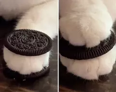 《勉強能看出是一隻貓大賽》網友分享各式各樣的喵星人搞怪照片 《勉強能看出是一隻貓大賽》網友分享各式各樣的喵星人搞怪照片