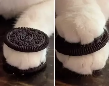 《勉強能看出是一隻貓大賽》網友分享各式各樣的喵星人搞怪照片