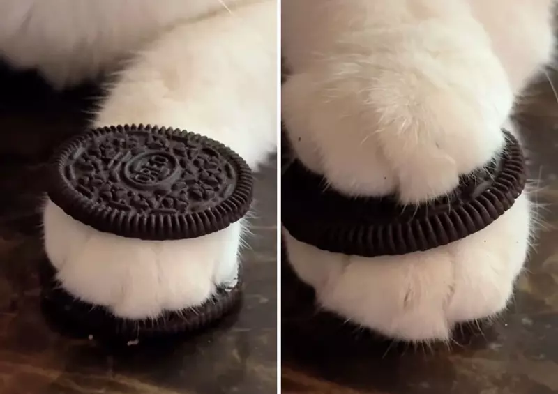 《勉強能看出是一隻貓大賽》網友分享各式各樣的喵星人搞怪照片